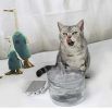 Automatic Pet Water Drinking Fountain Dog Water Dispenser Ultra Quiet Automatic Pet Water Dispenser - circular