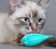 Fish Shape Built-in Small Bell Cat Pet Toothbrush Refillable Catnip Simulation Fish Teeth Cleaning 2 in 1 Chew Toys - blue