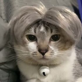 Pet Wig Wig Funny Props (Option: Silver hair)